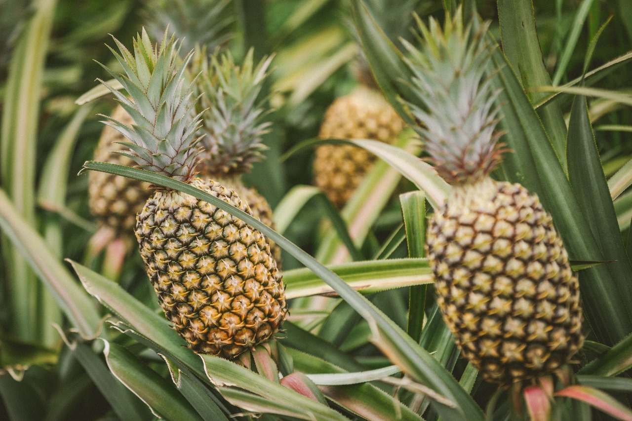 [AUDIO] Productores de Piña podrían perder el 50% de sus cosechas por fenómeno del niño