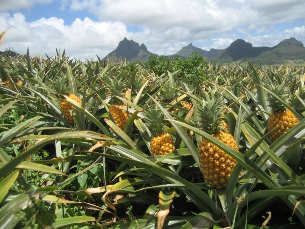 Crisis en los productores de Piña en el Huila