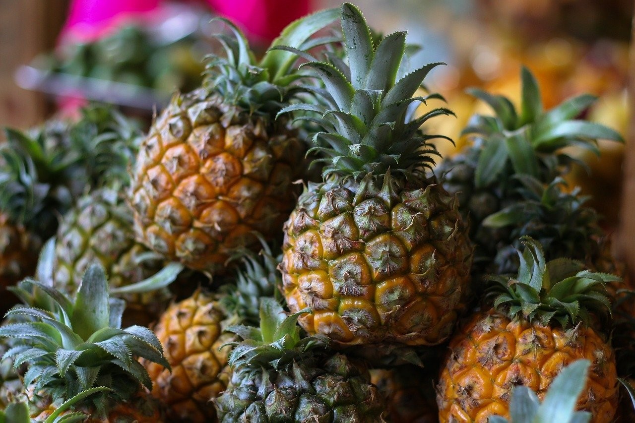 Productores de Piña podrían perder cosechas por el fenómeno del niño
