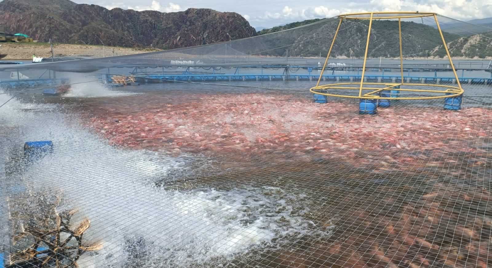 [AUDIO] En alerta piscicultores del Huila por bajos niveles en la Represa de Betania