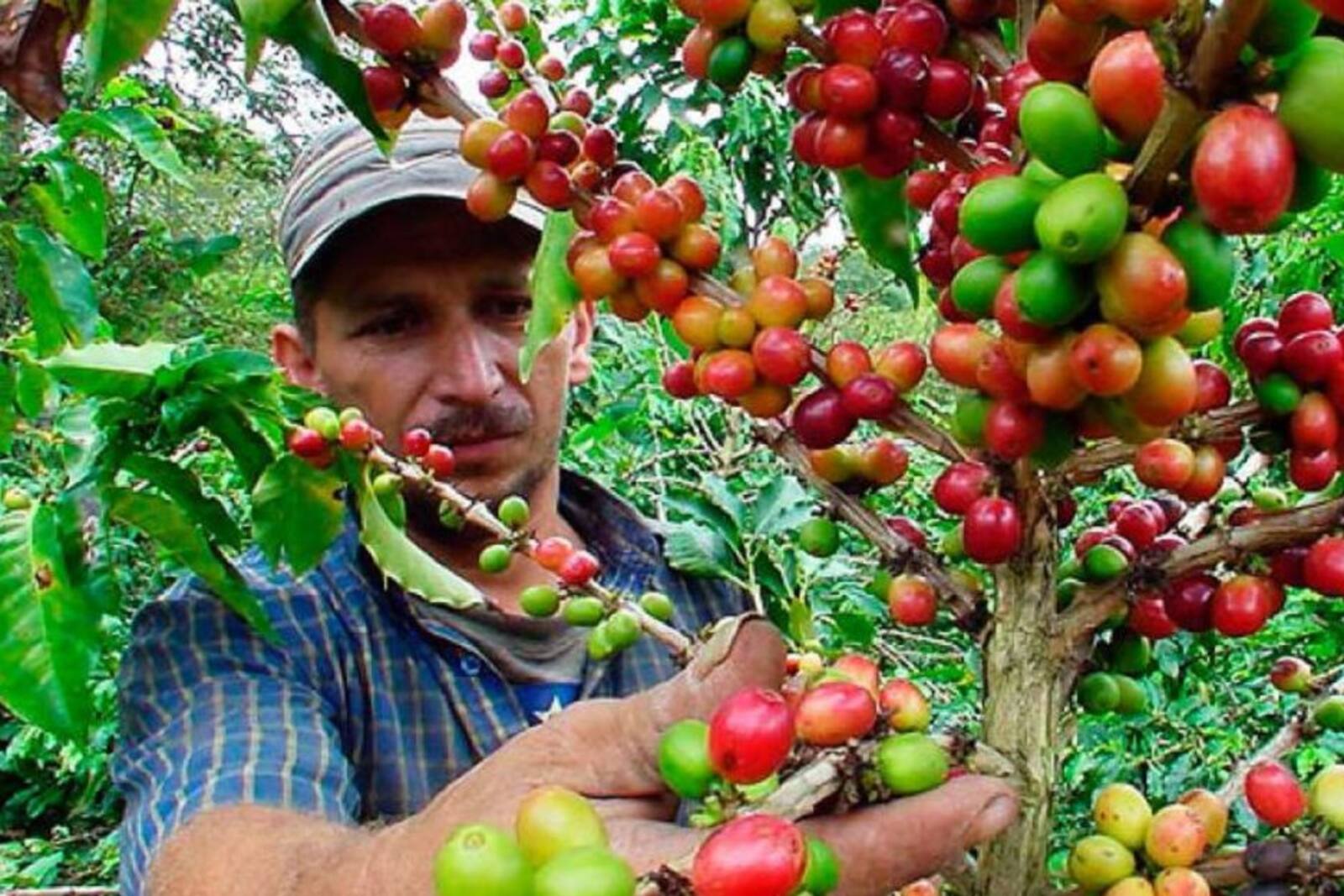 [AUDIO] Se activó el Plan Cosecha Cafetera en el Huila