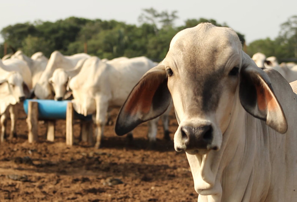 Proyecto ganadero busca mejorar la producción vacuna
