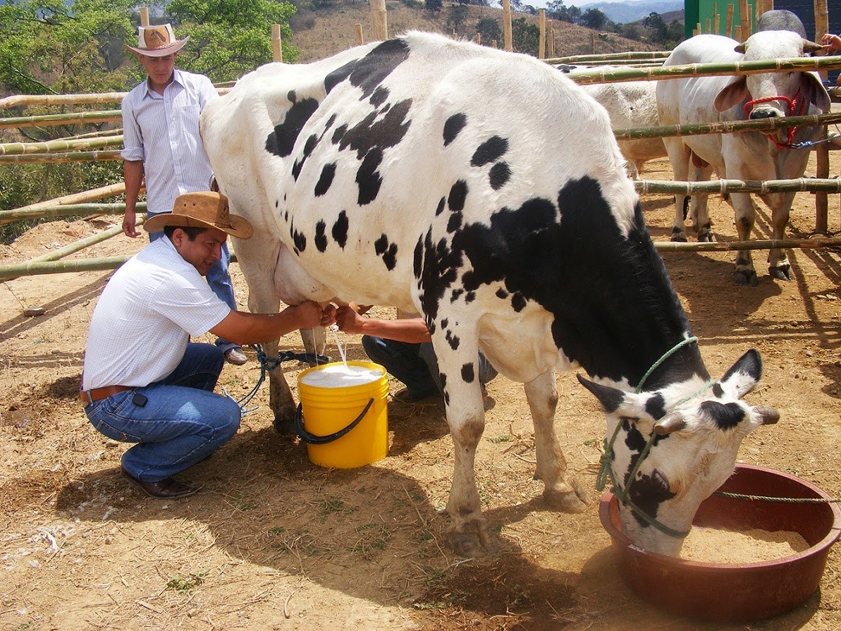 Productores lecheros, realizaran plantón en Florencia.
