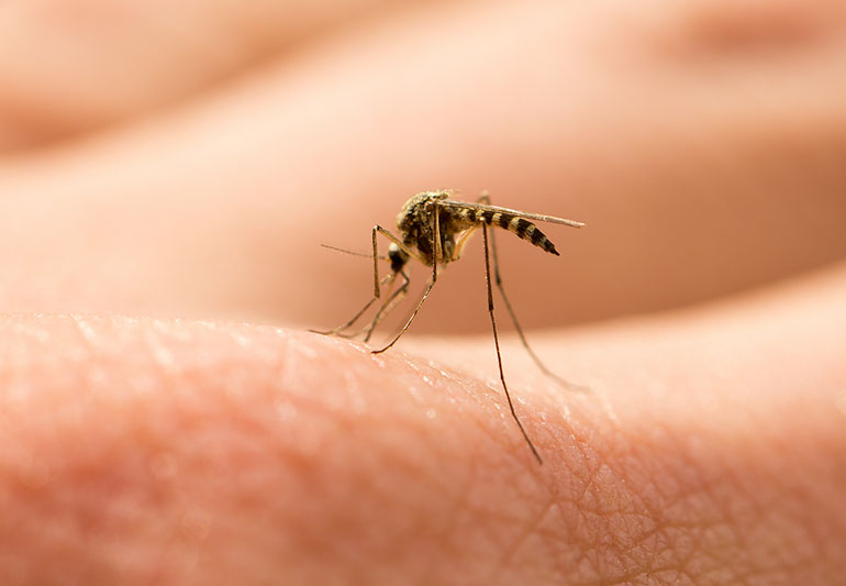 Policía logró identificar a un ladrón por sangre de un mosquito; estaba pegado a la pared