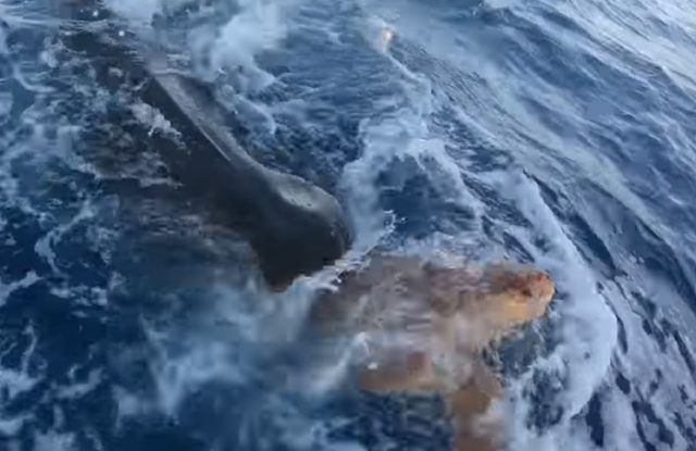 Tiburón salvo la vida de una tortuga