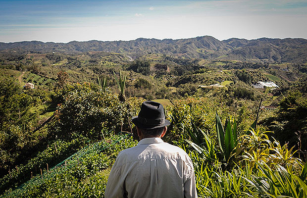 Gobierno nacional deberá decretar reservas forestales y campesinas .