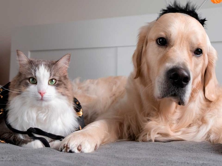Gato le invadió la cama a un perro y esto paso