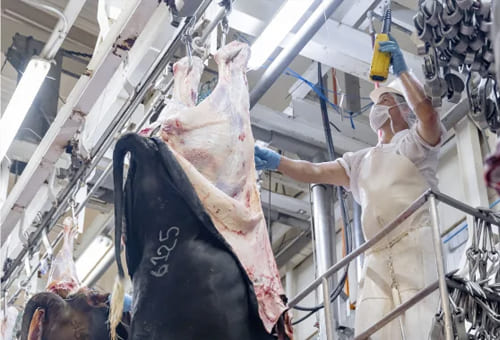 Reabrirán planta de sacrificio animal en Puerto Rico.