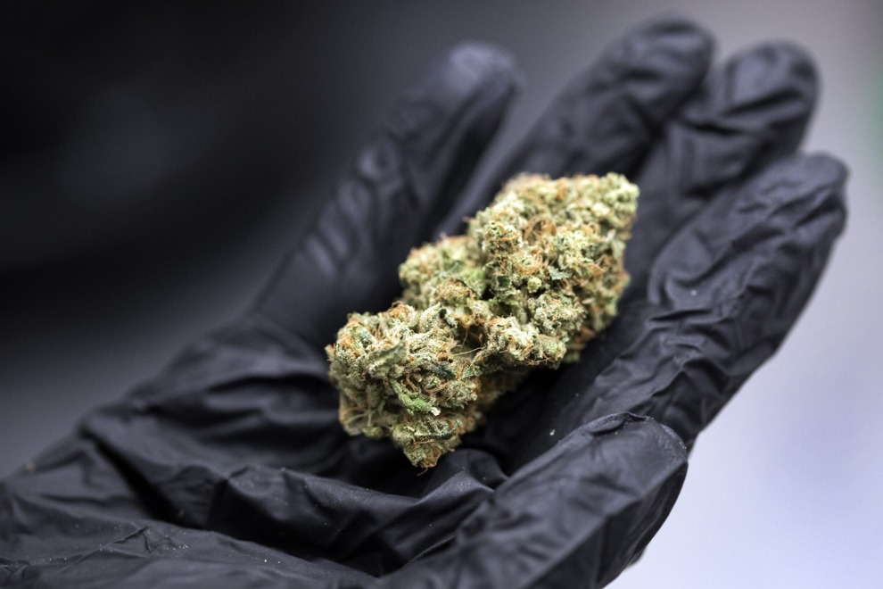 Hallan presunta marihuana oculta en zona boscosa del Teatro Municipal de La Mesa