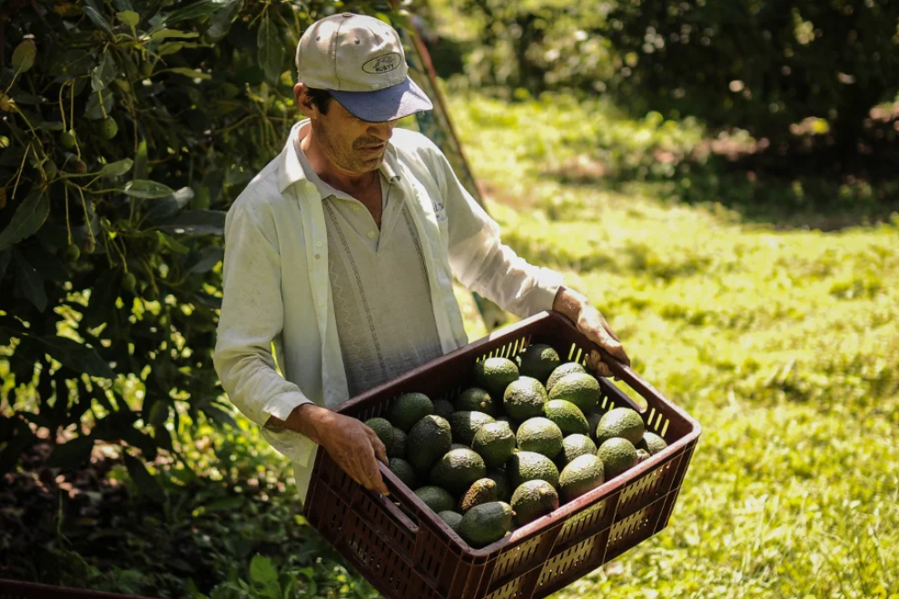 Finagro abre línea de crédito para impulsar el aguacate sostenible