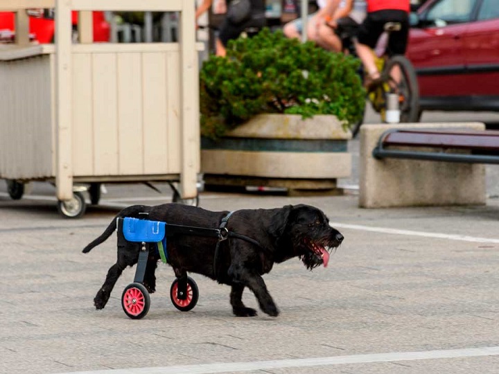Perro ayuda a otro en condición de discapacidad