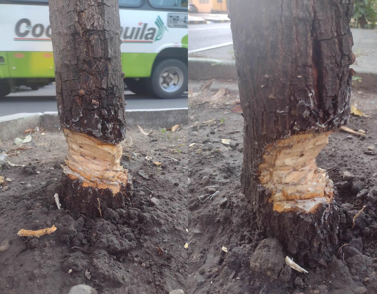 Secretaría de Medio Ambiente toma medidas frente a tala ilegal de árboles en Neiva