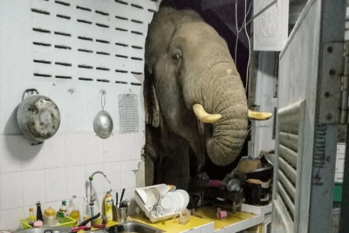 Video: Elefante rompió la pared de una cocina en Tailandia en busca de comida