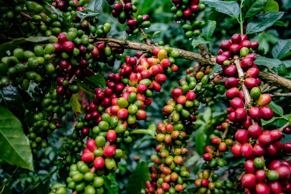🌾 Cosecha 2026 en el Huila: alertan posible caída del 30% por clima y falta de mano de obra
