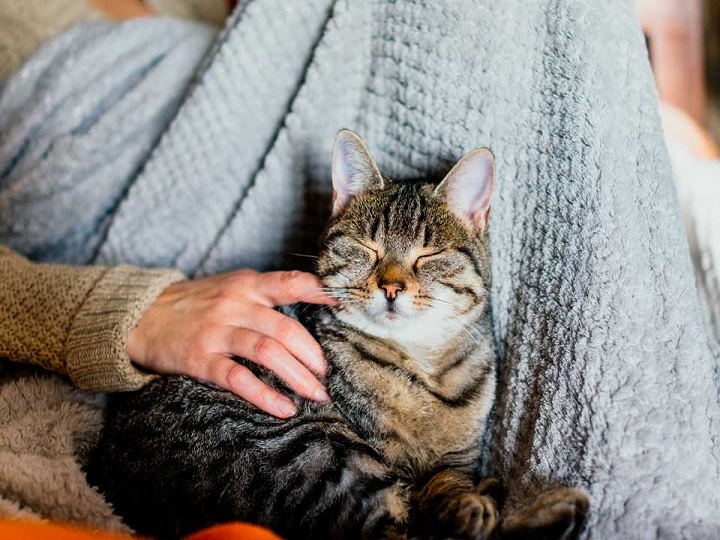 El gato más consentido del mundo