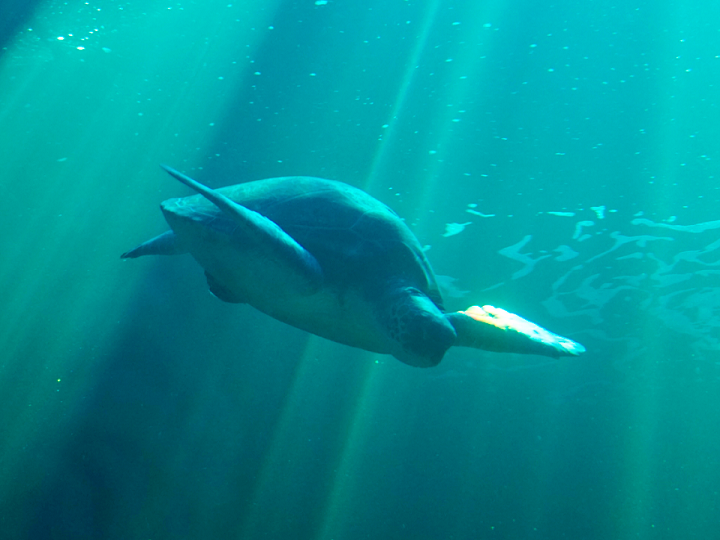 Tiburón intenta salva a una tortuga