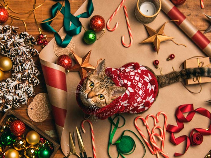 Mire lo que hicieron estos gatos con un árbol de navidad