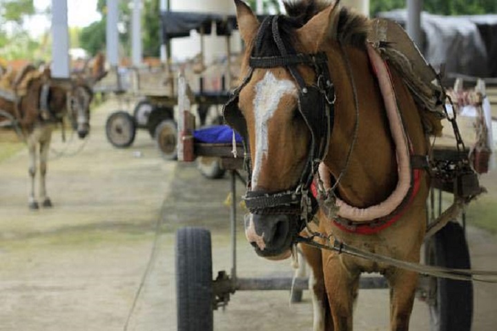 Inspección y sensibilización a vehículos de tracción animal se realizó en Florencia