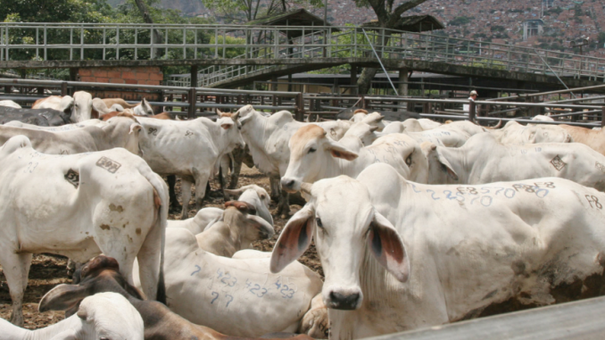 INVIMA certificó a COFEMA S.A., como Planta de Beneficio Animal 1.500