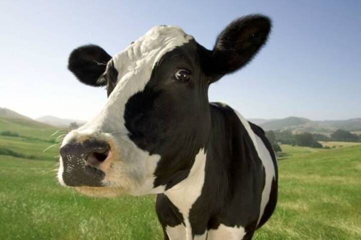 Dicen curarse del coronavirus tomando orina de vaca