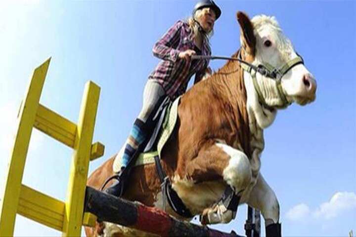 Insólito caso de  una vaca que se cree que es un caballo de salto
