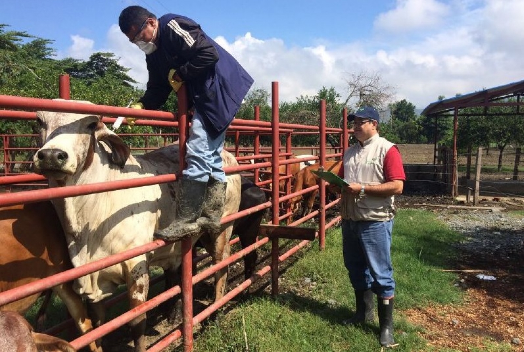 [AUDIO] En noviembre iniciará el segundo ciclo de vacunación contra la fiebre aftosa en el Huila
