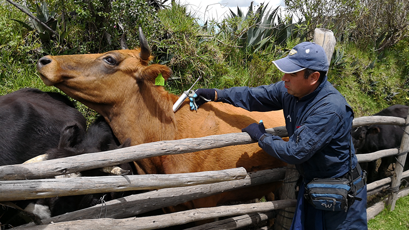 Vacunación contra fiebre aftosa y brucelosis bovina en Caquetá