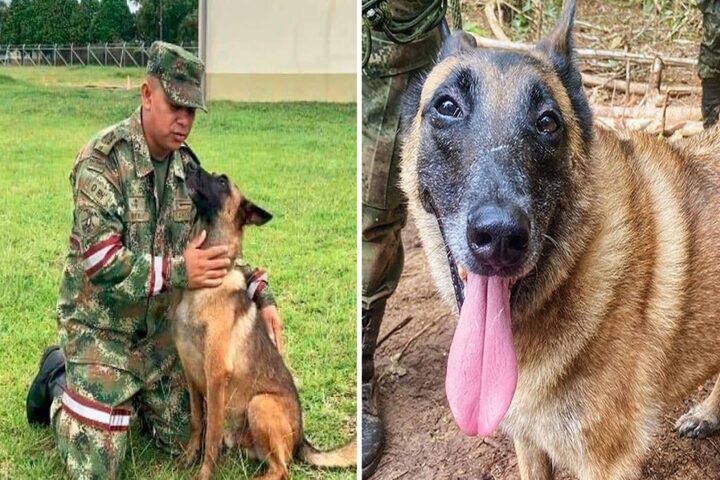 El perro Wilson no va a aparecer y Será recordado como héroe